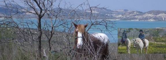 Pferde am Mittelmeer